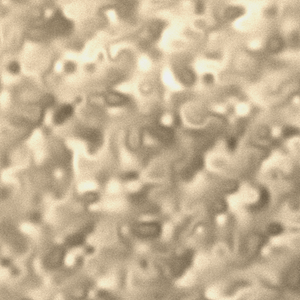 Crushed Velvet Champagne